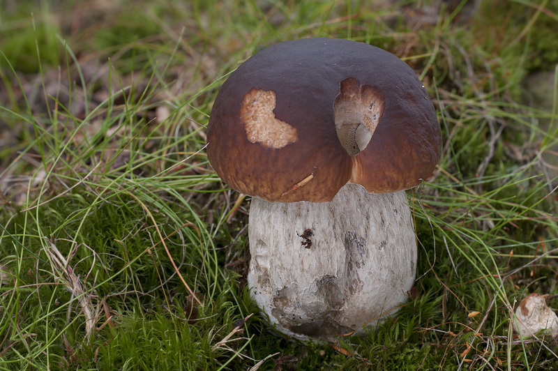 Boletus edulis